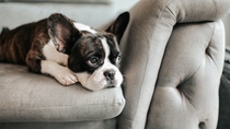 A bored french bulldog lying down and resting on  a grey couch.