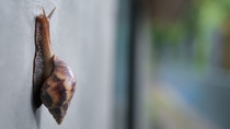 A snail with a brown and beige striped shell climbs a grey wall. The background is blurred with green and blue hues. A snail with a brown and beige striped shell climbs a grey wall. The background is blurred with green and blue hues.