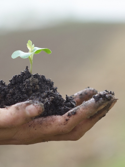 A baby seedling sprouts from the earth in the palm of a hand.