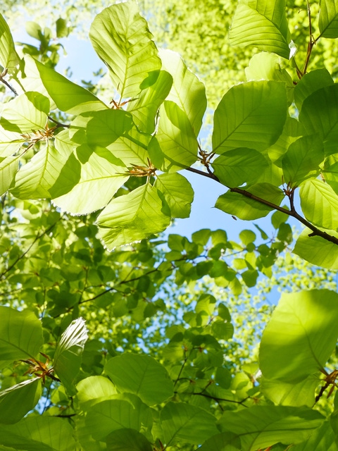 Young fresh green leaves in springtime