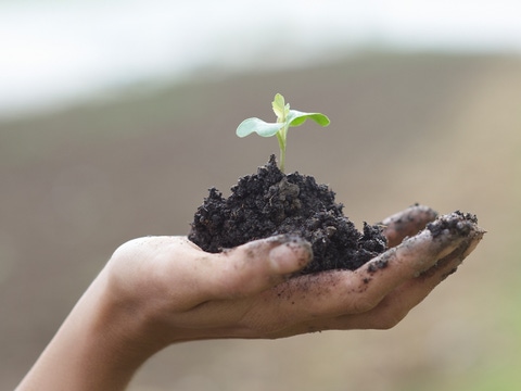 A hand holds soil with a small green seedling against a blurred natural background.