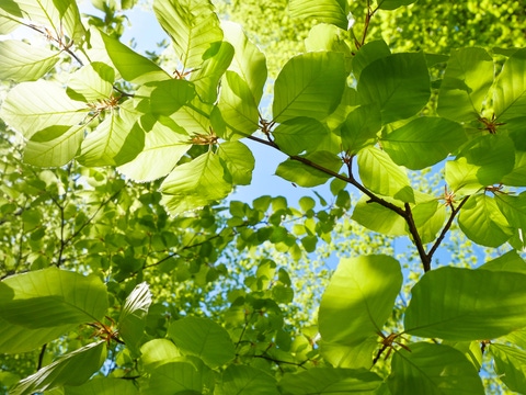 Young fresh green leaves in springtime. Young fresh green leaves in springtime.